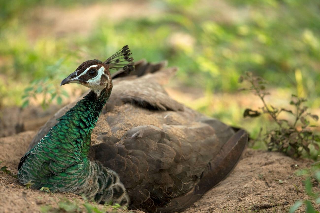 Classic Tour Sri Lanka 19 Nights 6